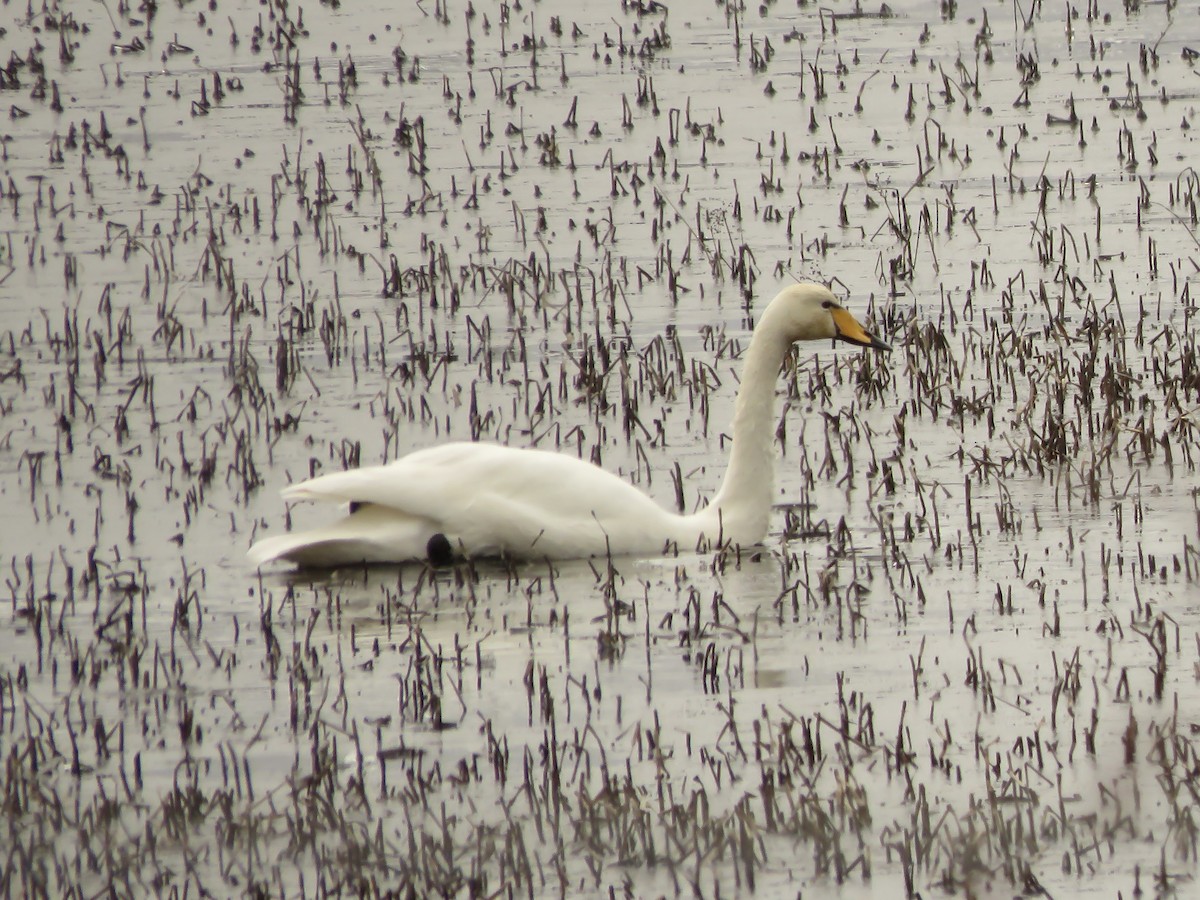 Whooper Swan - ML617193565