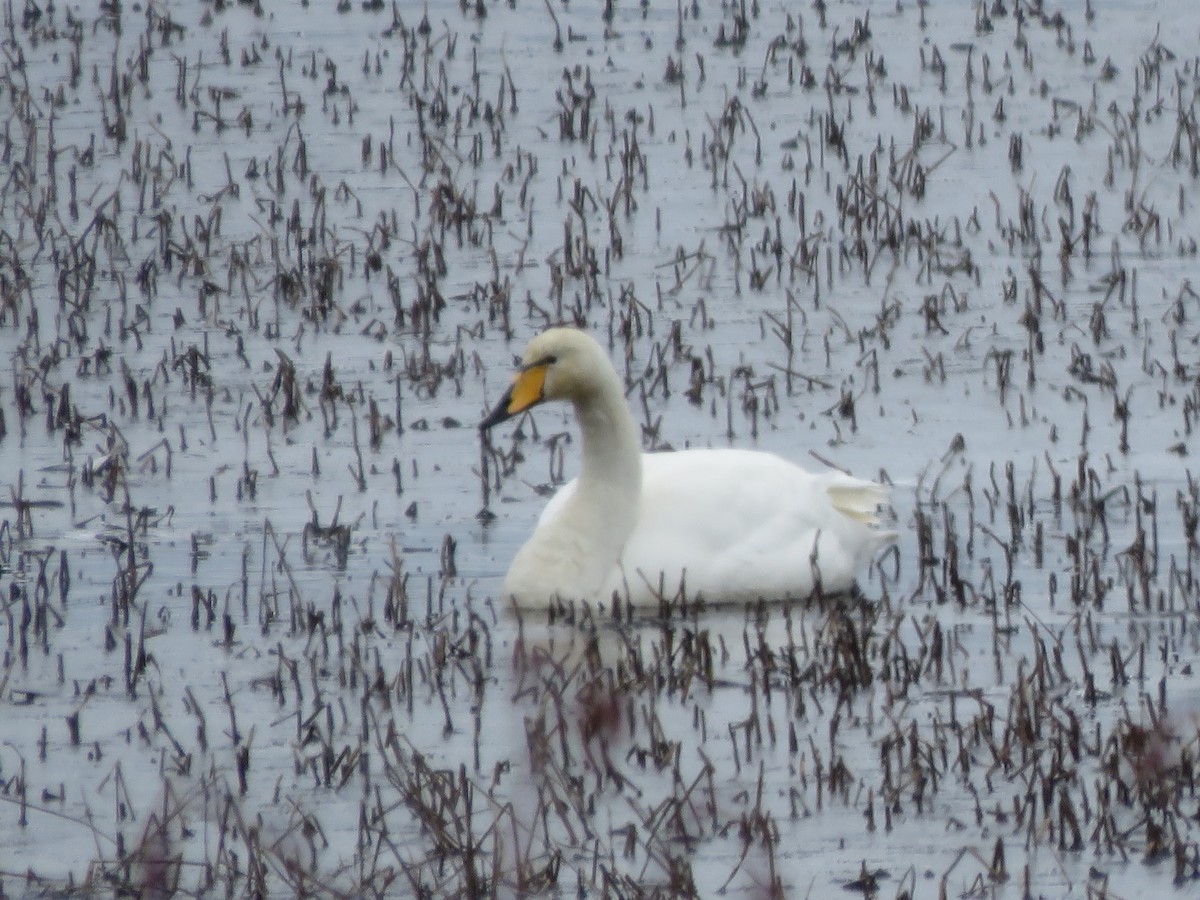 Whooper Swan - ML617193566