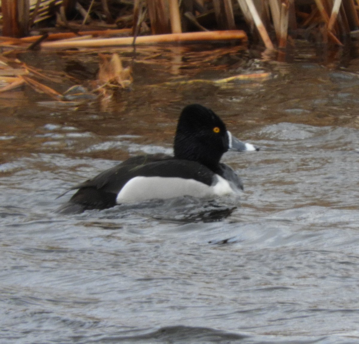 Ring-necked Duck - ML617193591