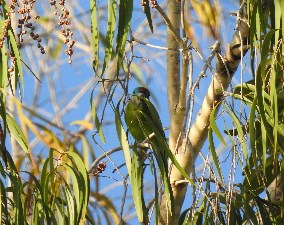 Double-eyed Fig-Parrot - Monica Mesch