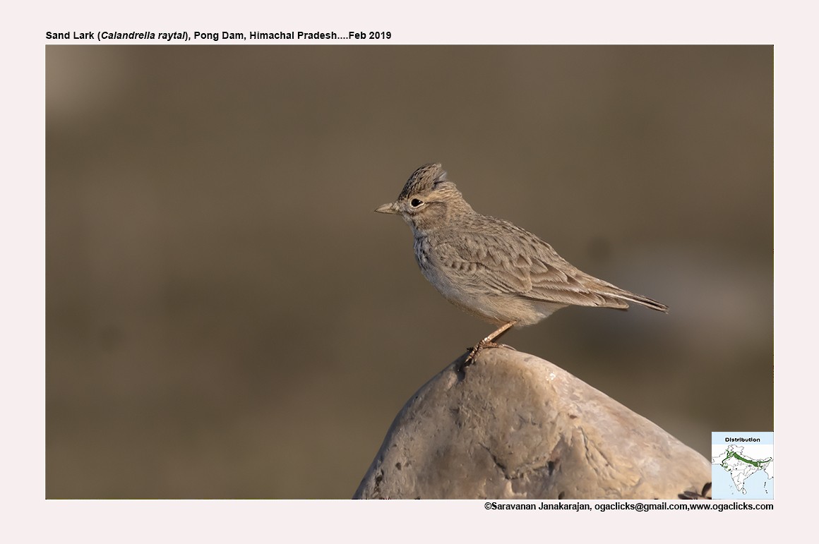 Sand Lark - Saravanan Janakarajan