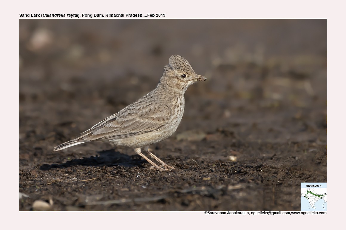 Sand Lark - Saravanan Janakarajan