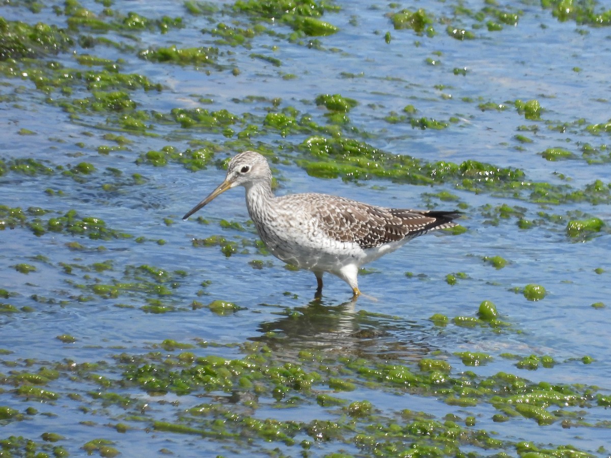 Greater Yellowlegs - Glenda Tromp