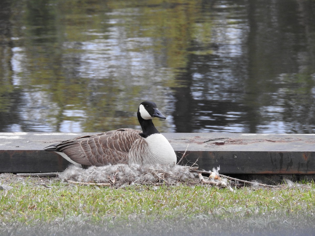Canada Goose - Laura Mae