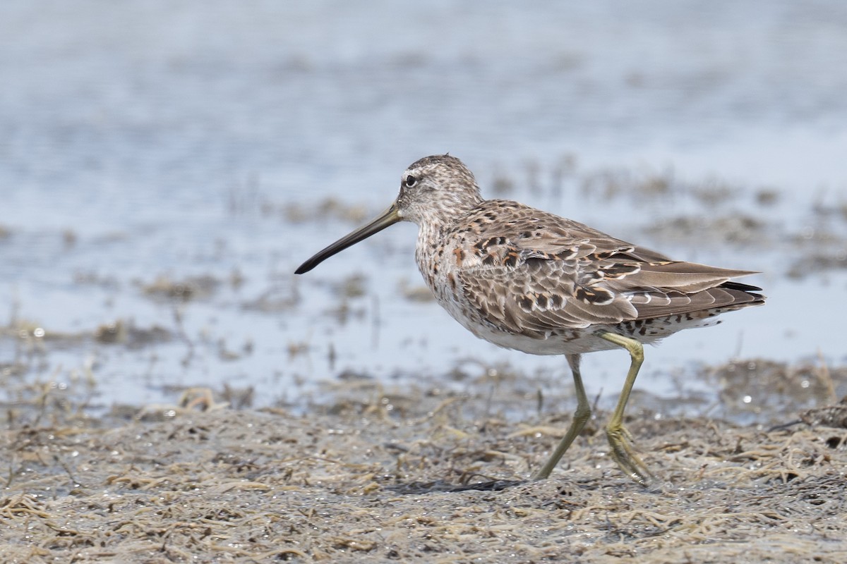 Short-billed Dowitcher - ML617193717