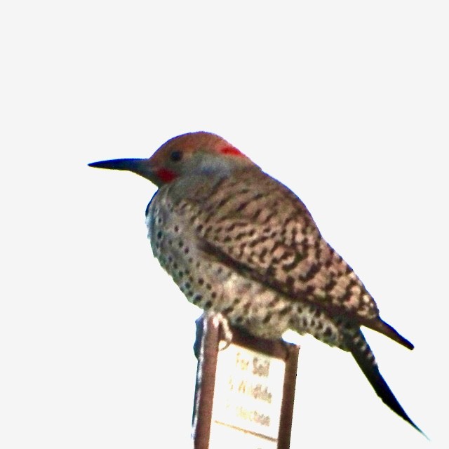 Northern Flicker (Yellow-shafted x Red-shafted) - ML617193754