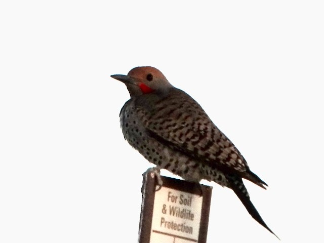 Northern Flicker (Yellow-shafted x Red-shafted) - ML617193755