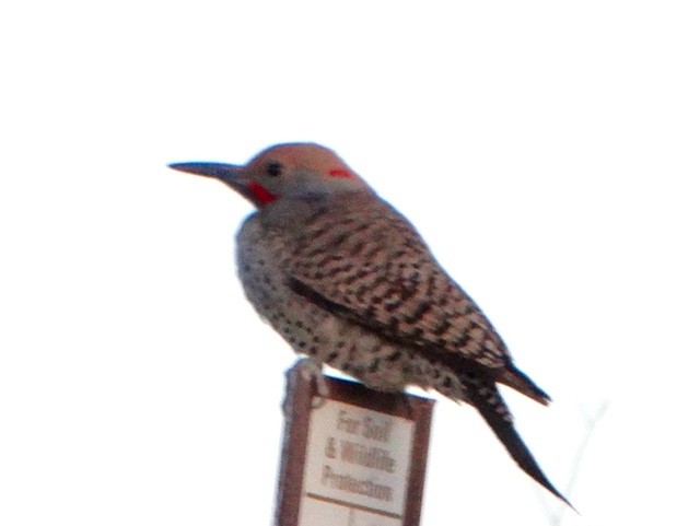 Northern Flicker (Yellow-shafted x Red-shafted) - ML617193756