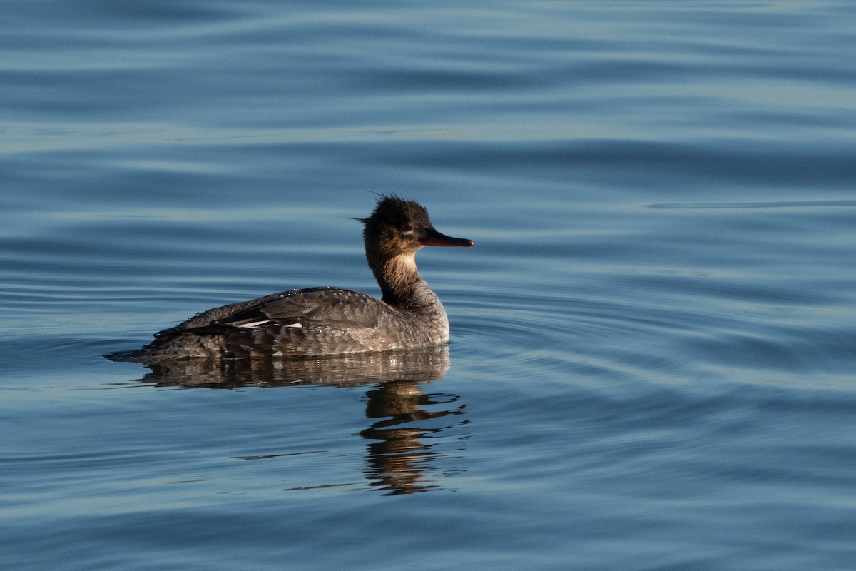 Red-breasted Merganser - ML617193780