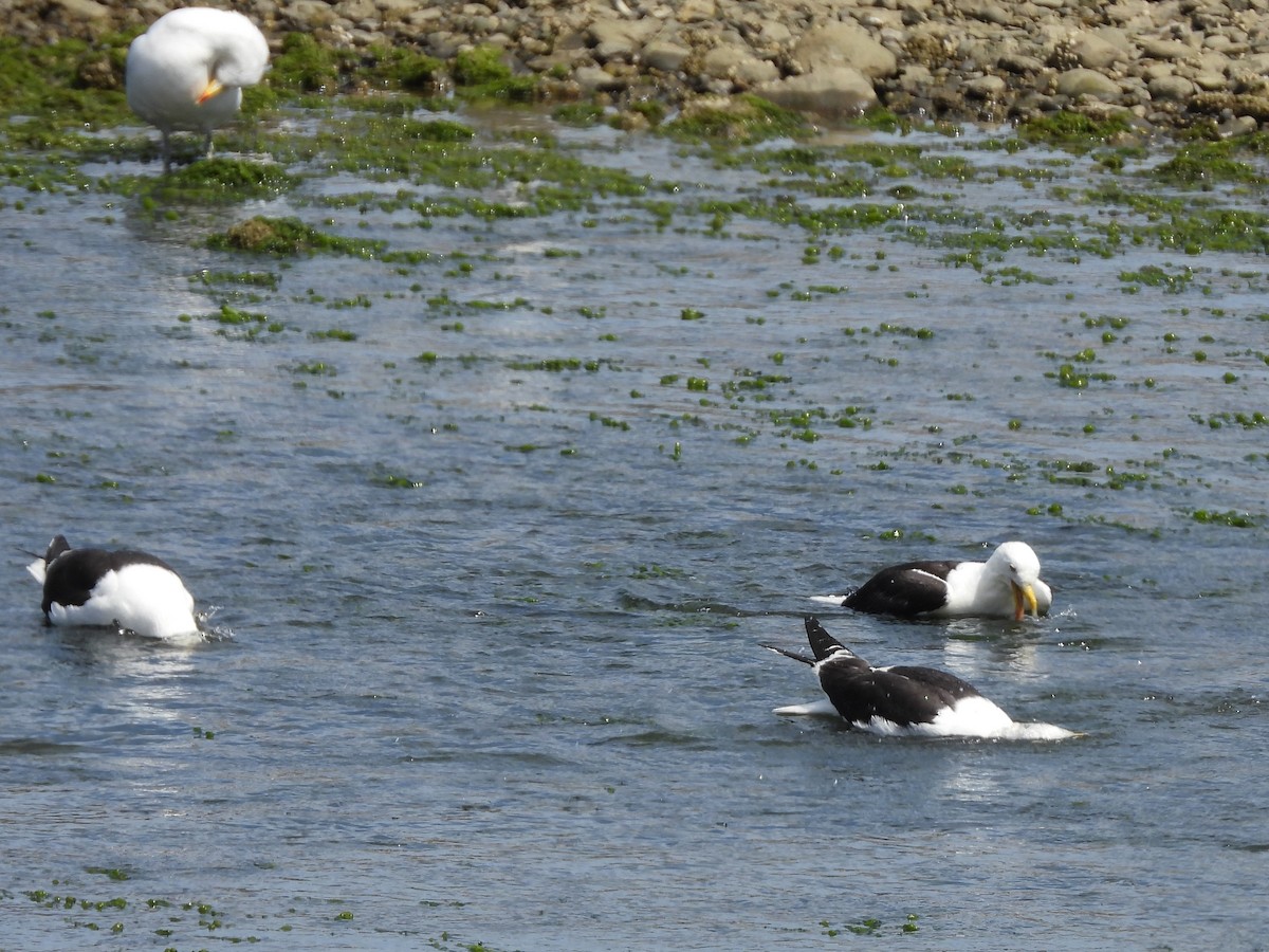 Kelp Gull - Glenda Tromp