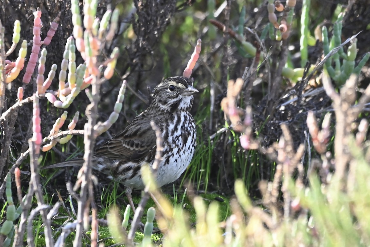 Savannah Sparrow (Belding's) - ML617193788