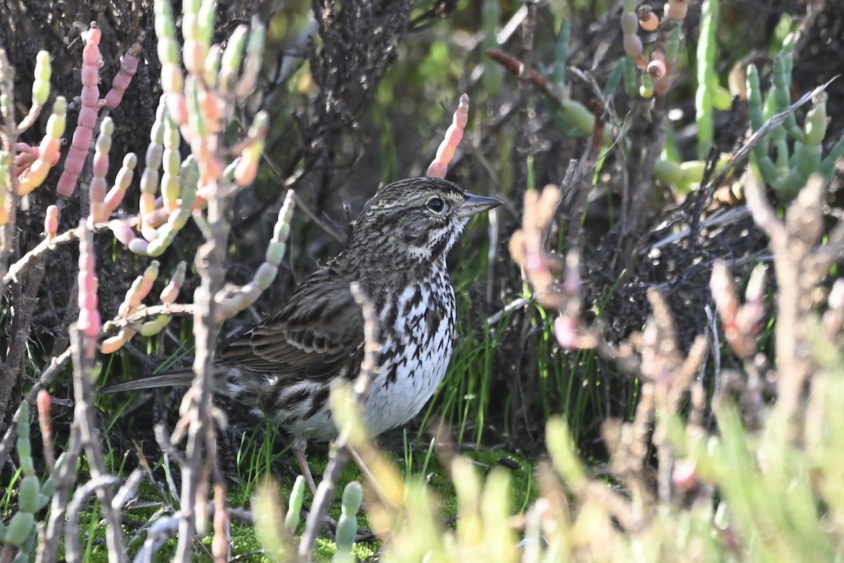 Savannah Sparrow (Belding's) - Alex Castelein