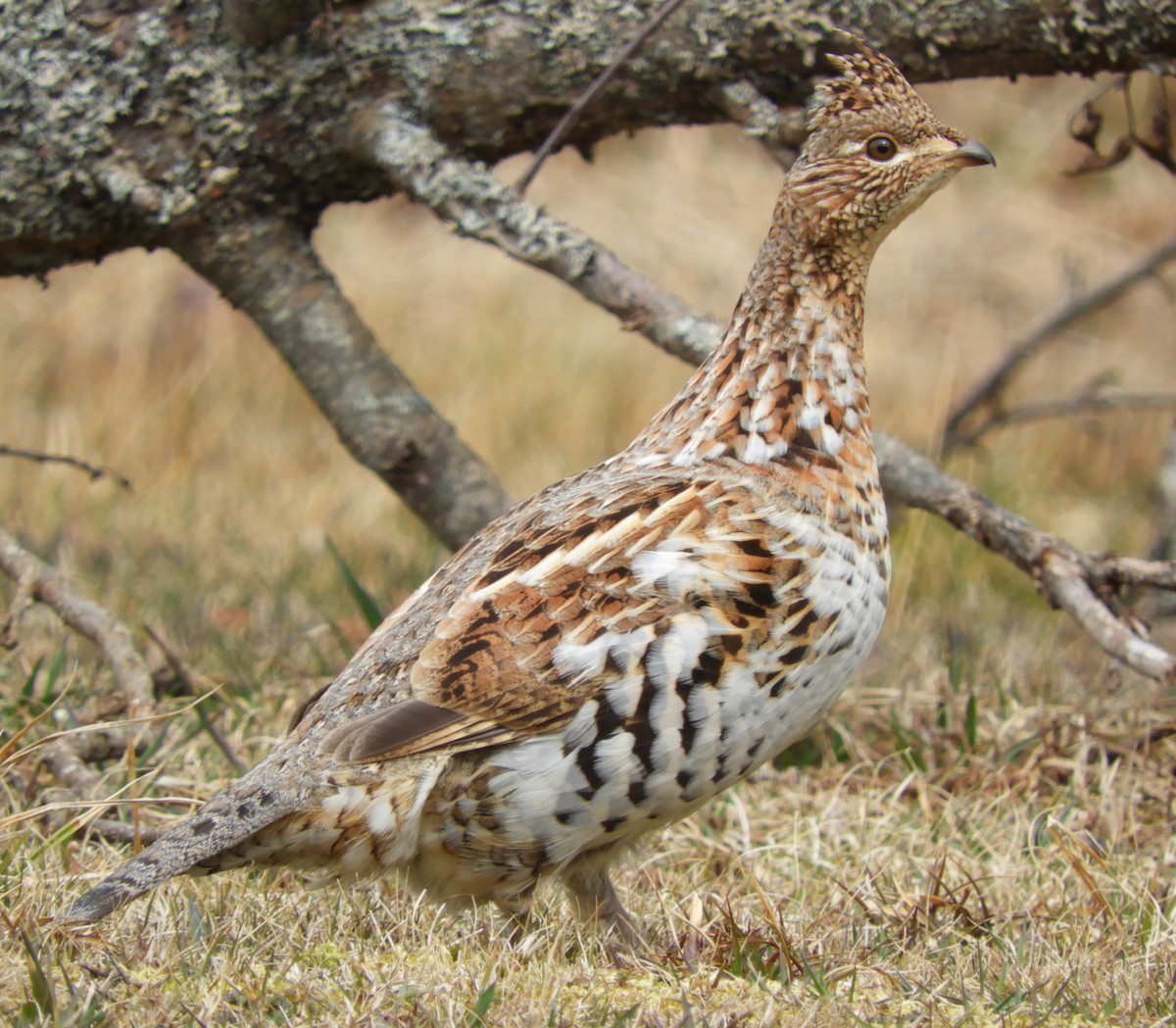 Ruffed Grouse - ML617193798