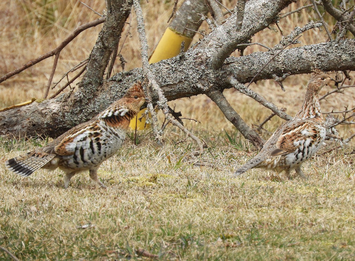 Ruffed Grouse - ML617193819