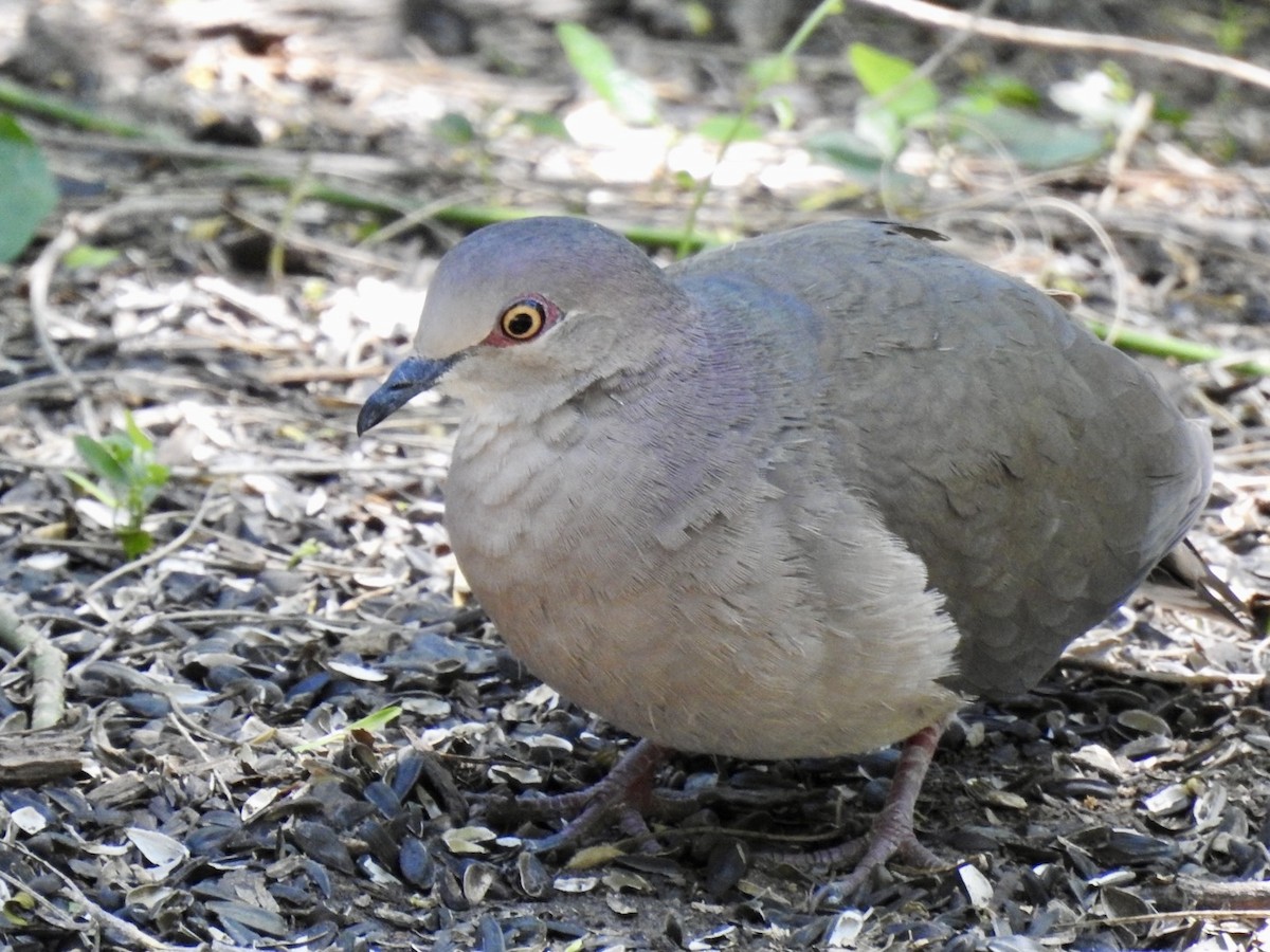 White-tipped Dove - ML617193842