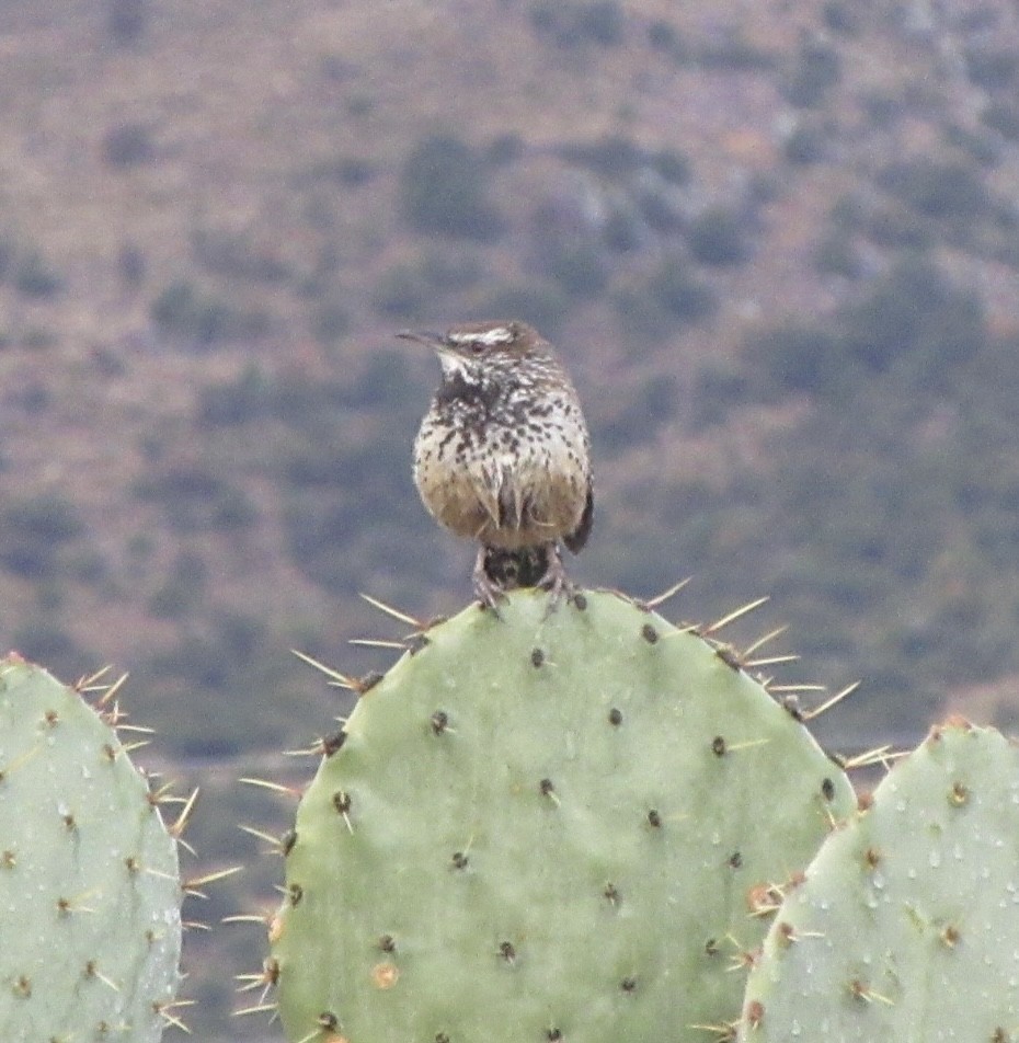 Cactus Wren - ML617193843