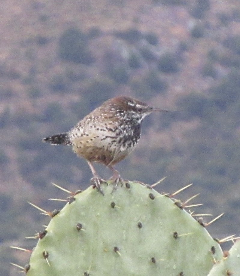 Cactus Wren - ML617193847