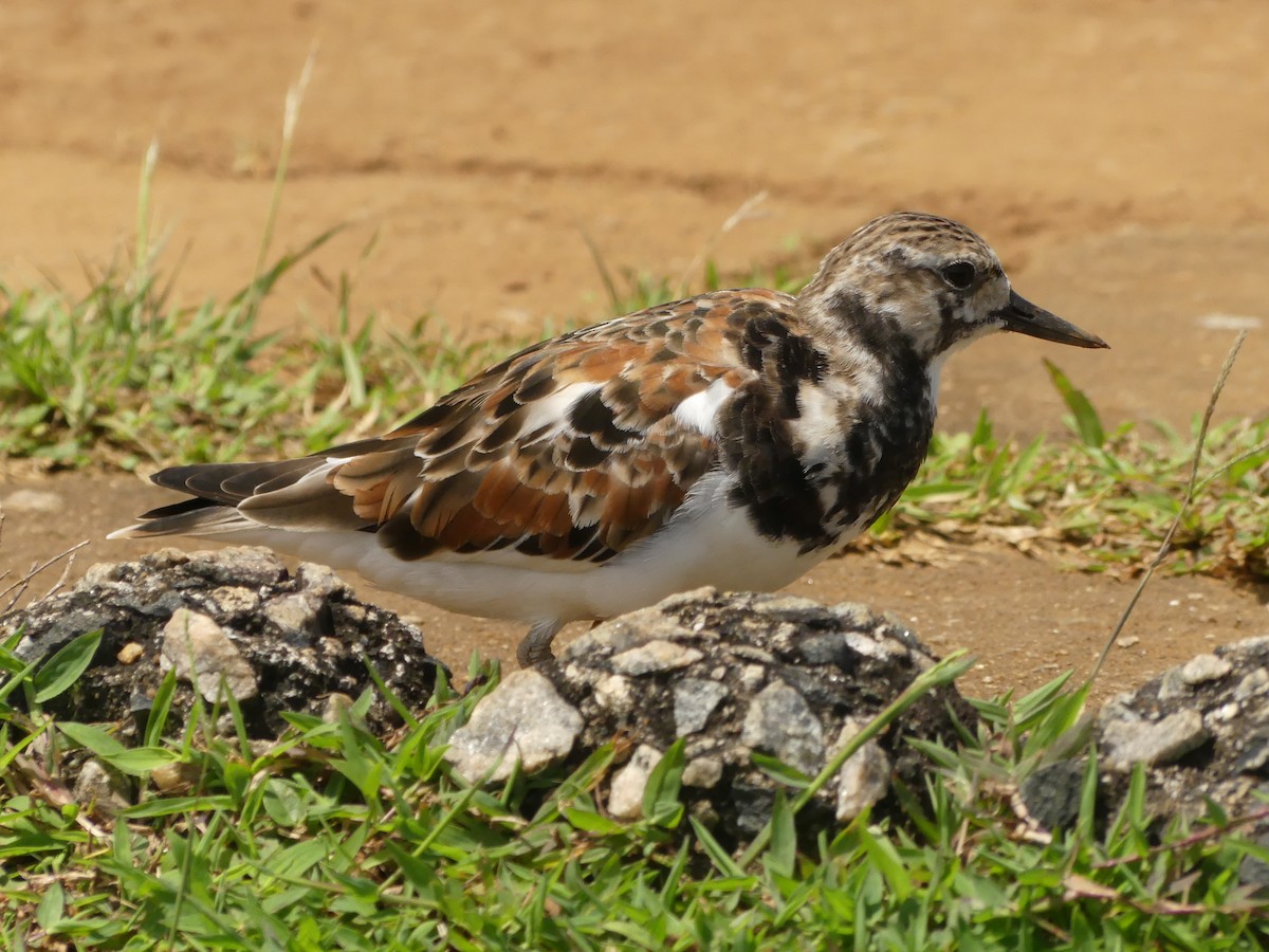 Ruddy Turnstone - ML617193862