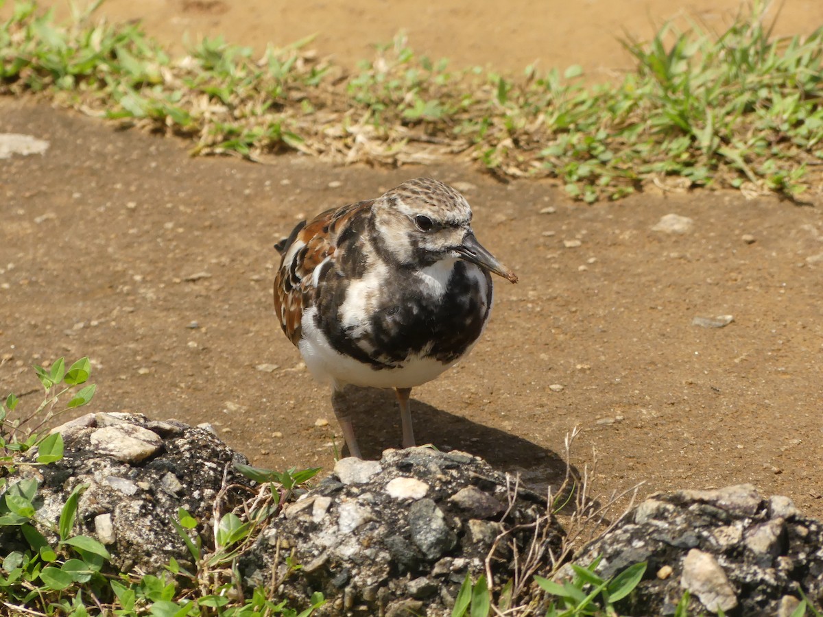 Ruddy Turnstone - ML617193866