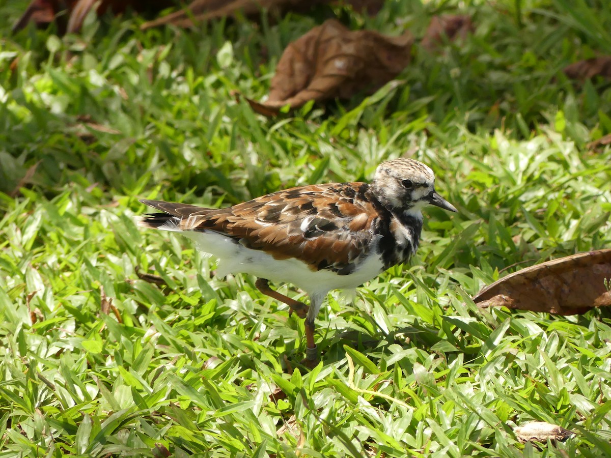 Ruddy Turnstone - ML617193868