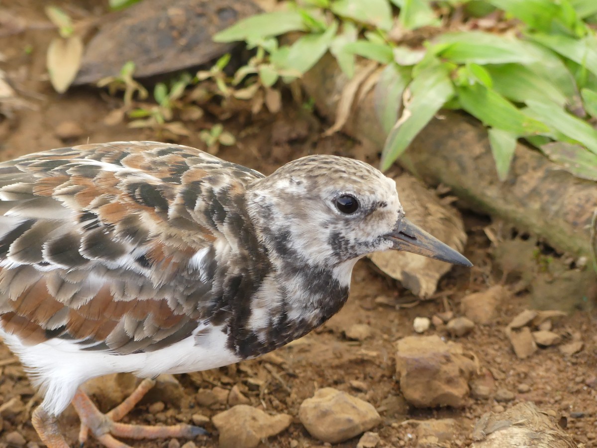 Ruddy Turnstone - Guy RUFRAY