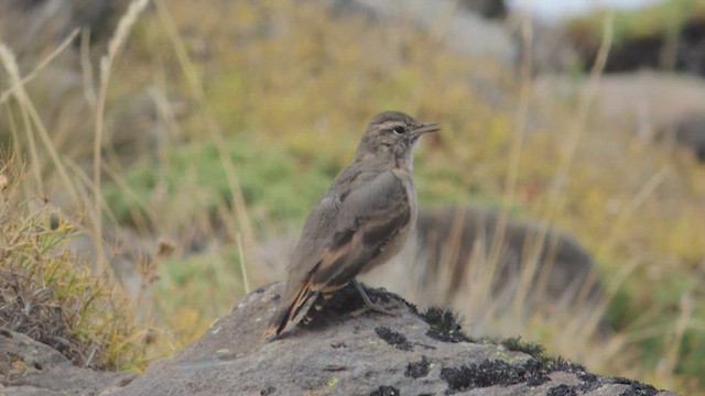 Rufous-banded Miner - ML617193877