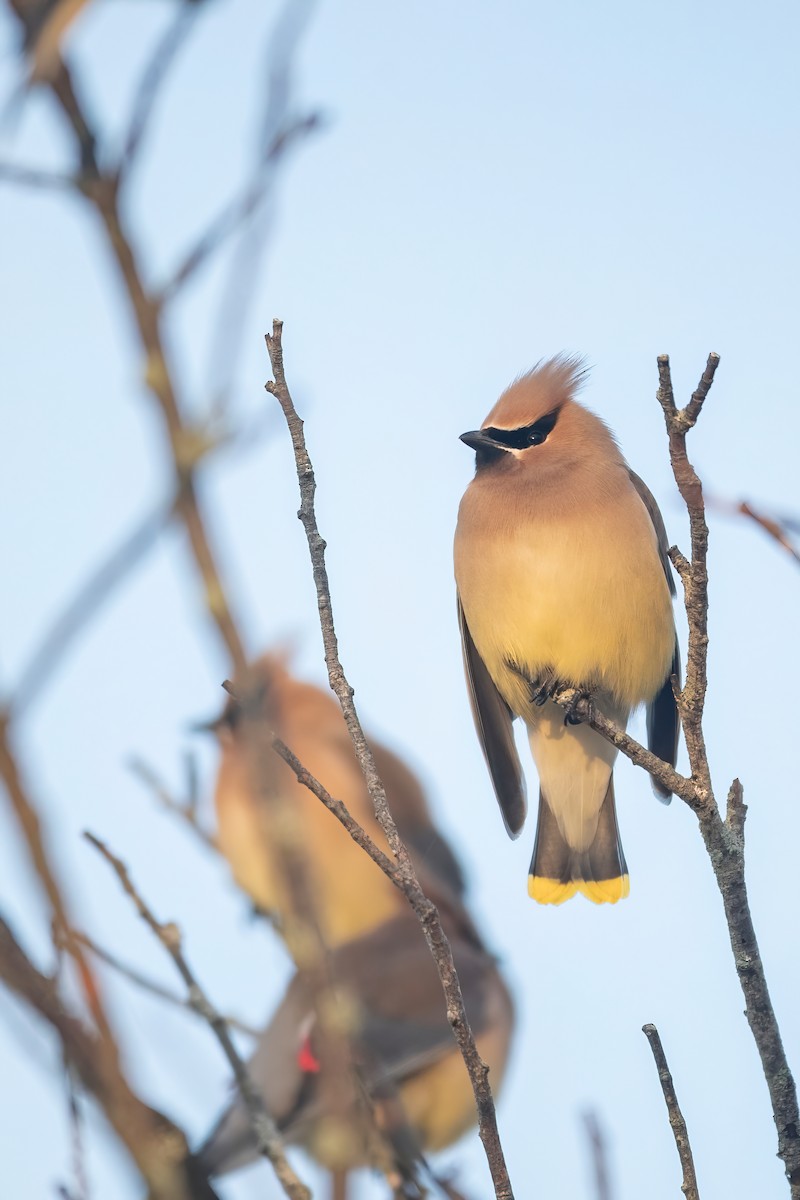 Cedar Waxwing - Davey Walters