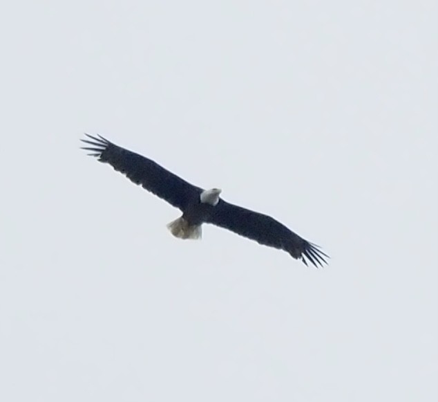 Bald Eagle - ML617193914