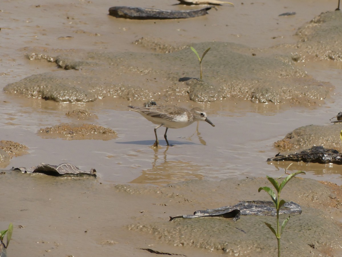 Semipalmated Sandpiper - ML617193939