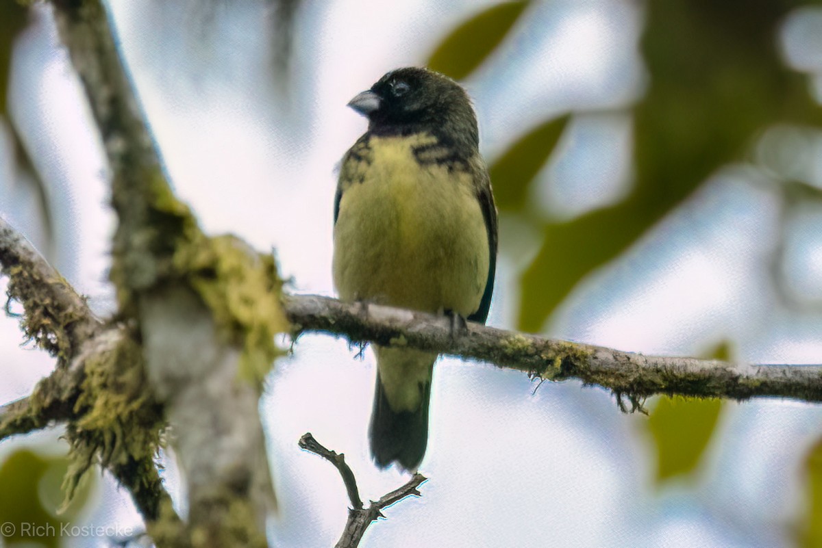 Yellow-bellied Seedeater - Rich Kostecke