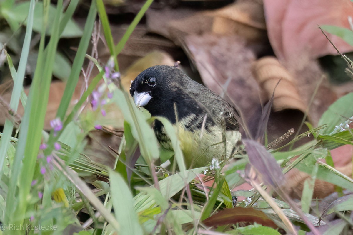 Yellow-bellied Seedeater - Rich Kostecke