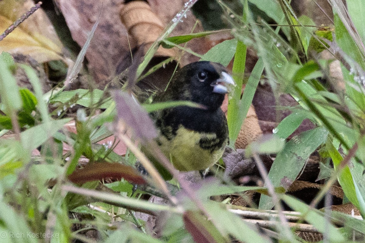 Yellow-bellied Seedeater - Rich Kostecke