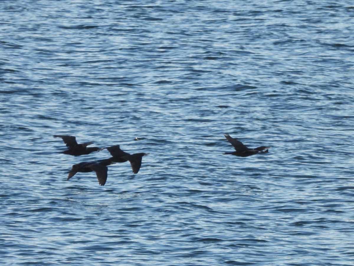 Neotropic Cormorant - Glenda Tromp