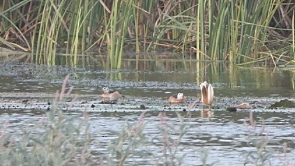 African Pygmy-Goose - ML617194146