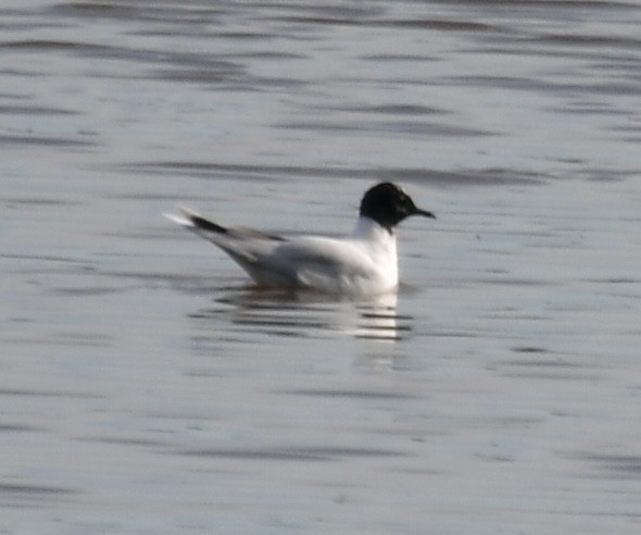 Little Gull - ML617194149