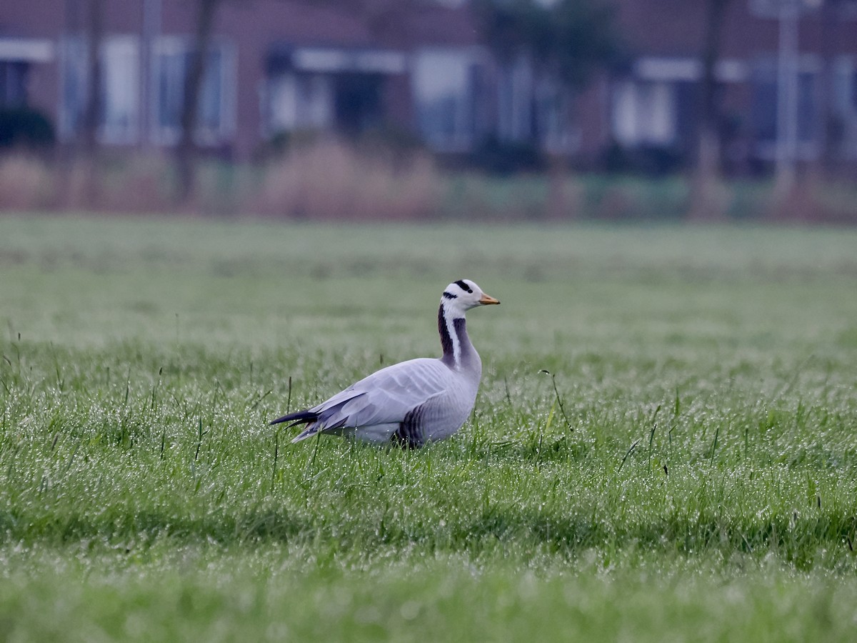 Bar-headed Goose - ML617194204