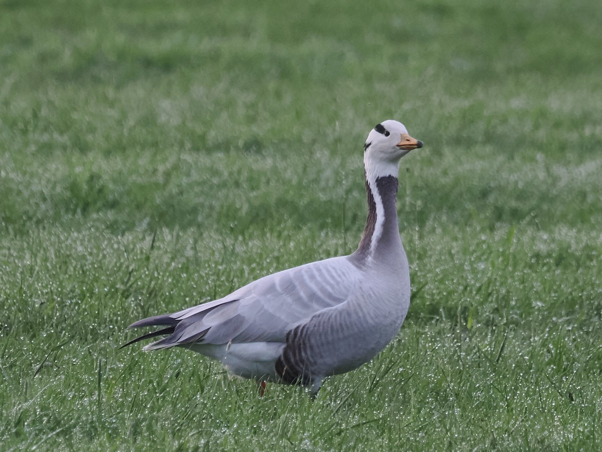 Bar-headed Goose - ML617194206