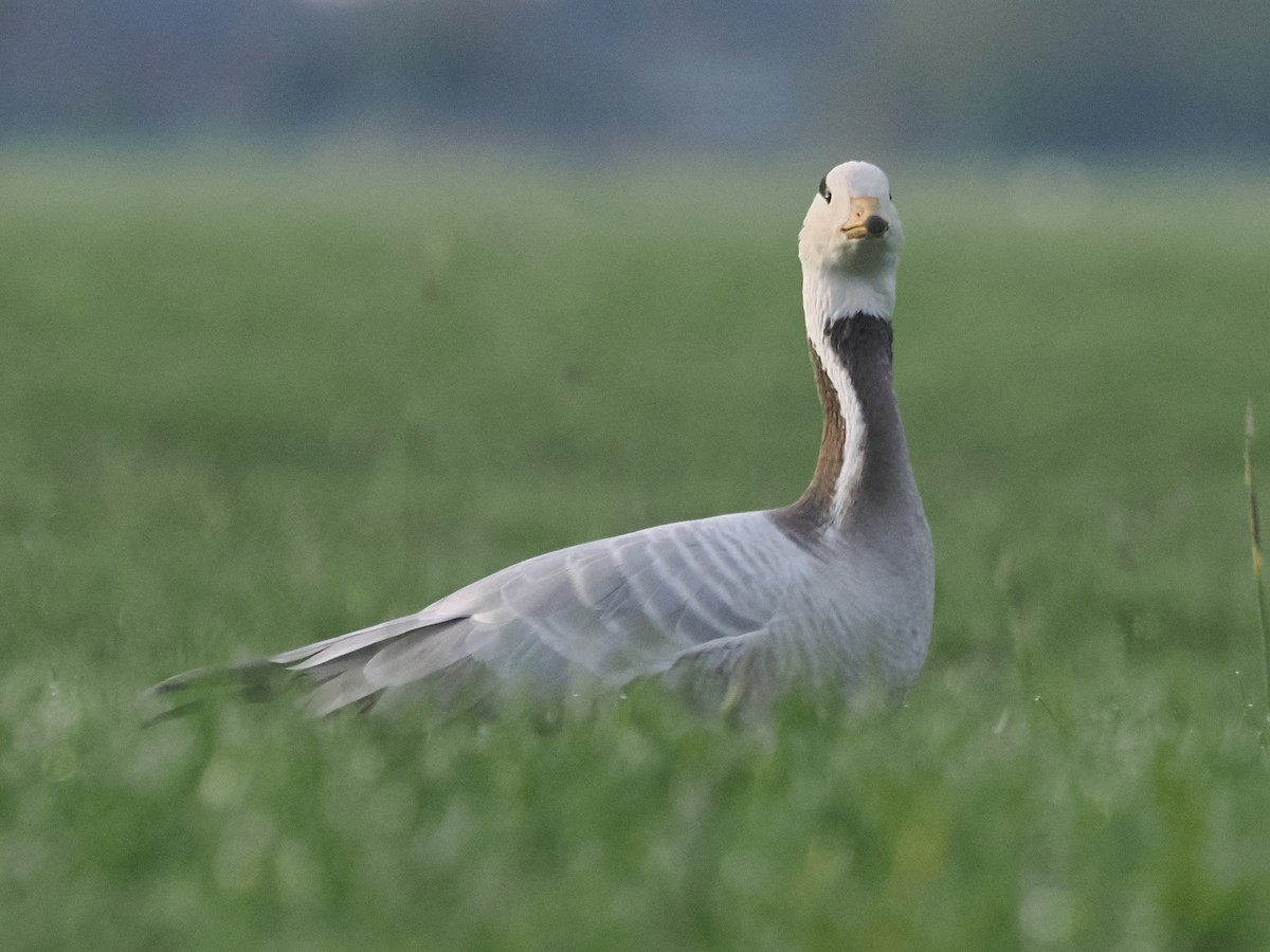 Bar-headed Goose - ML617194207