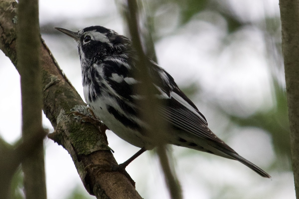 Black-and-white Warbler - ML617194210