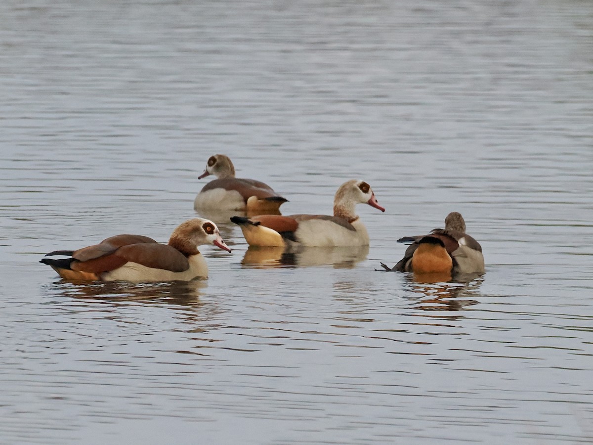 Egyptian Goose - ML617194228