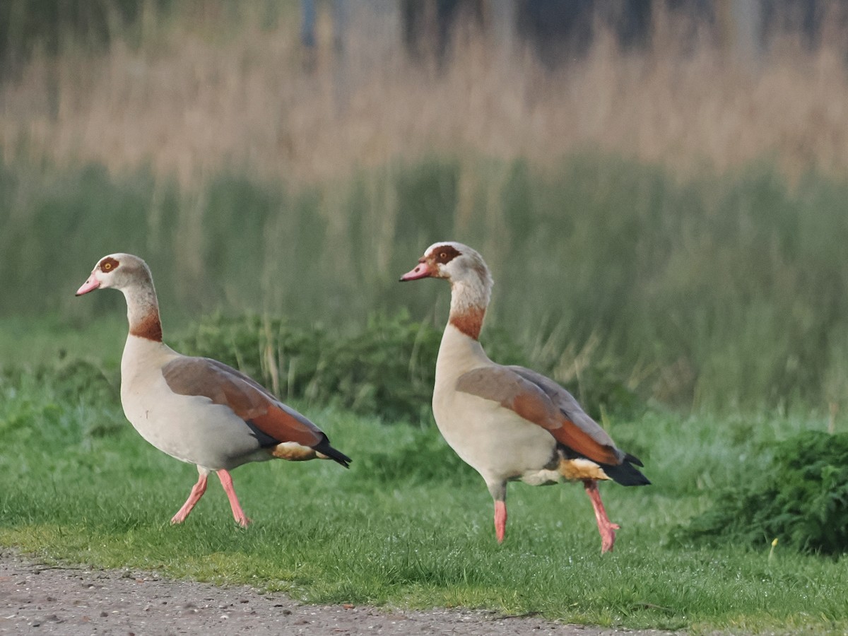 Egyptian Goose - ML617194229