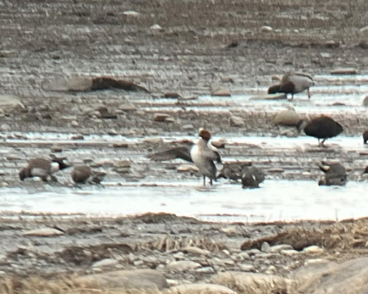 Eurasian Wigeon - ML617194242