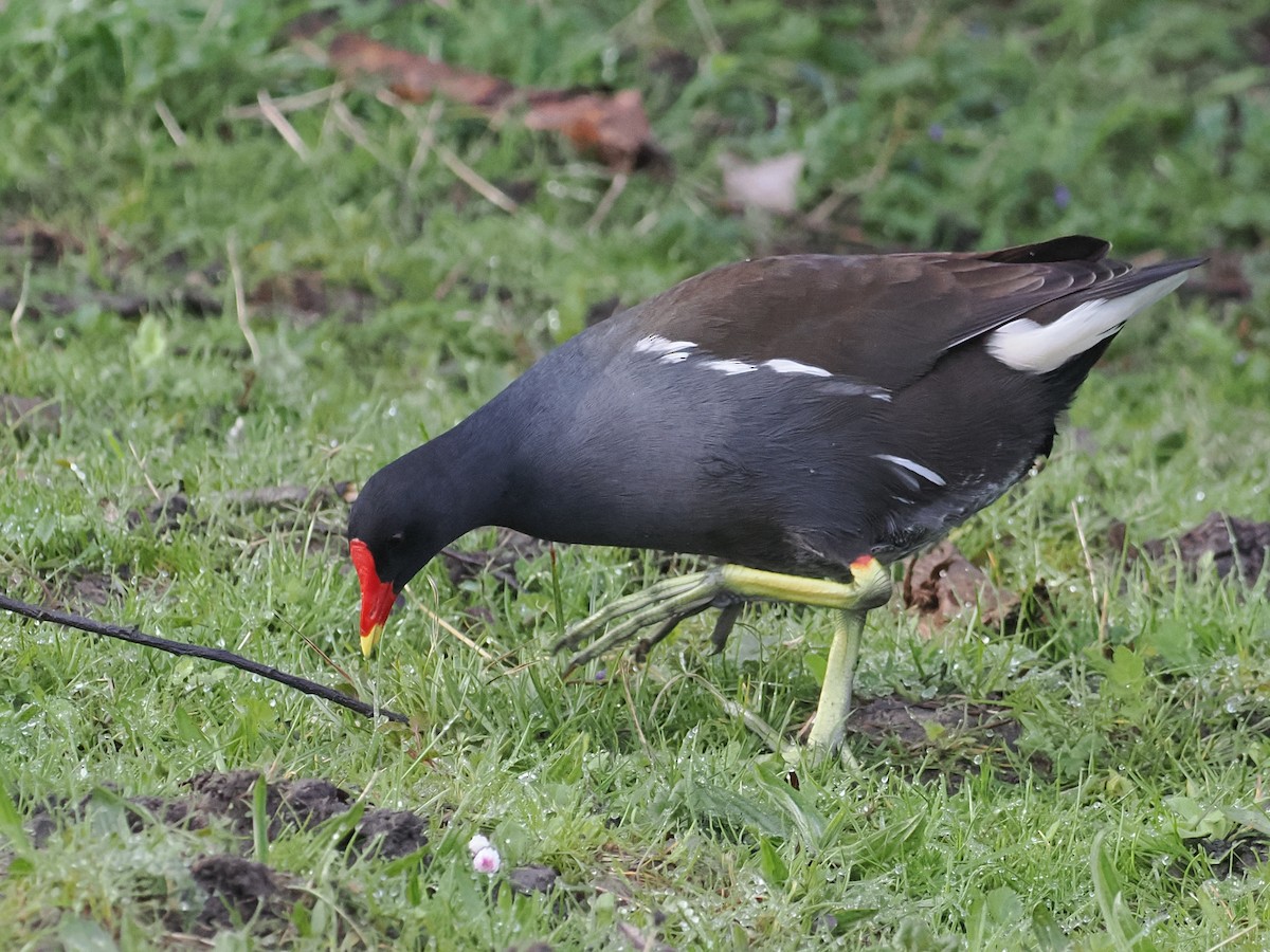 Eurasian Moorhen - ML617194247