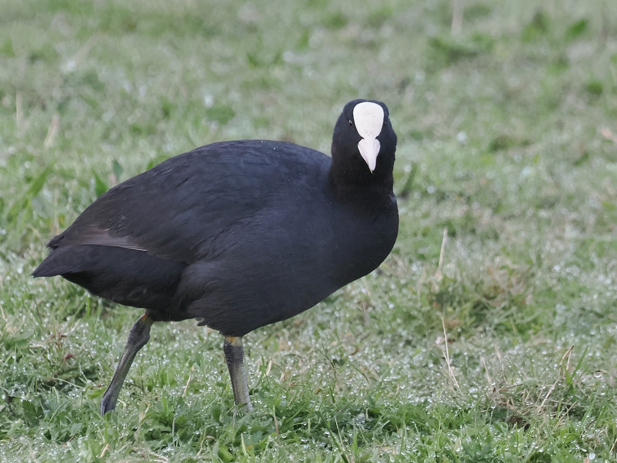 Eurasian Coot - ML617194259