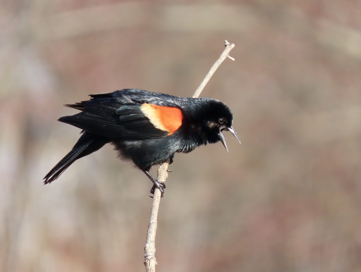 Red-winged Blackbird - Jacob  Van Patten