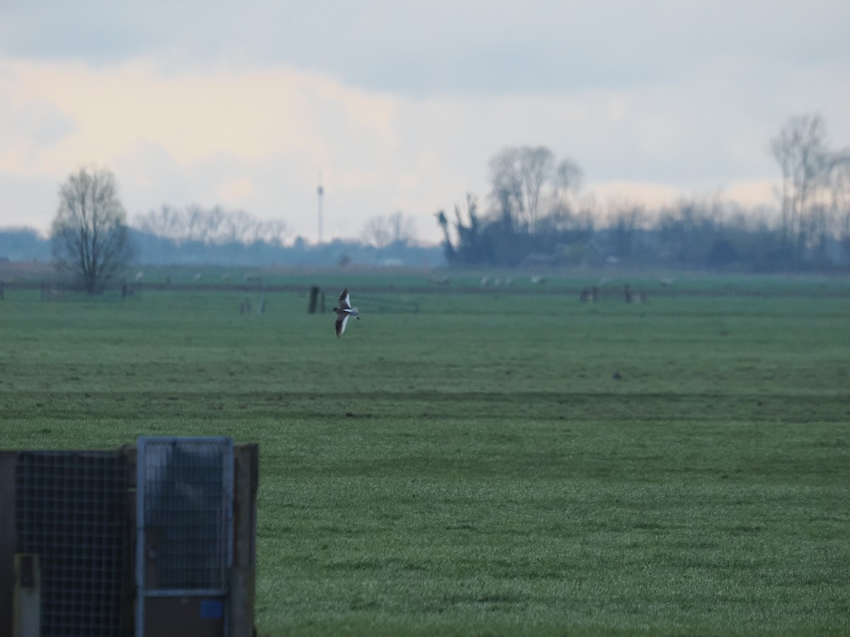 Common Redshank - ML617194284