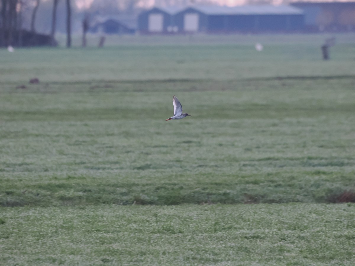 Common Redshank - ML617194285