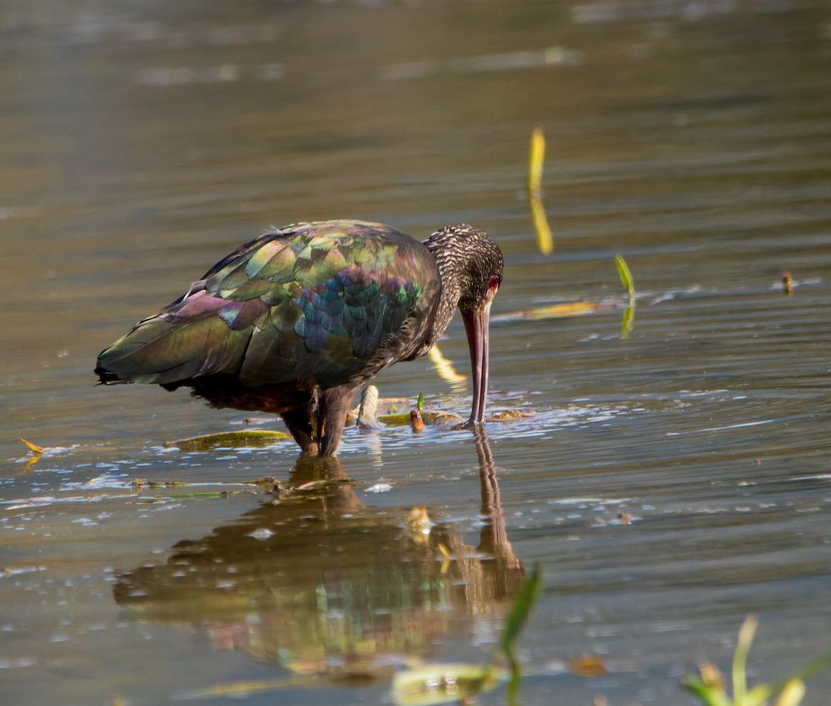 White-faced Ibis - ML617194326