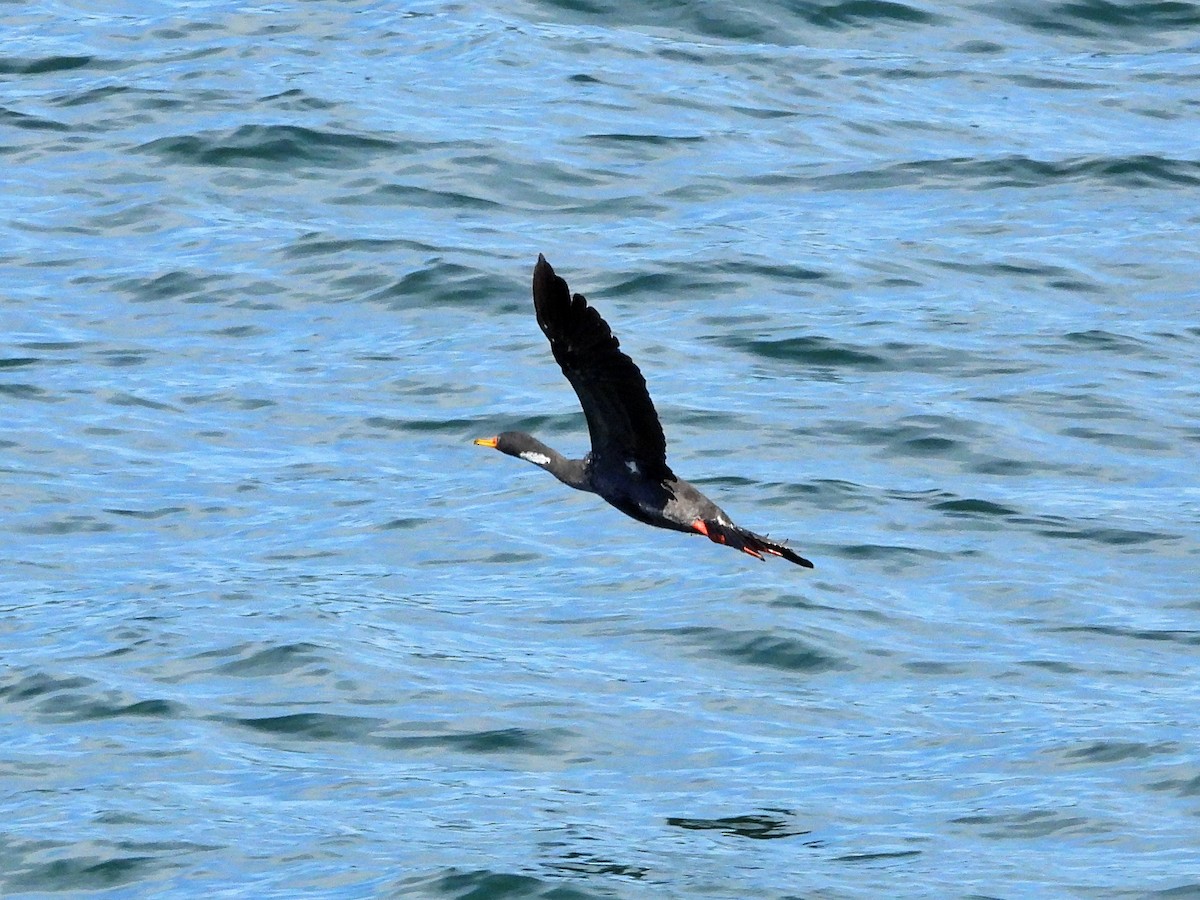 Red-legged Cormorant - Glenda Tromp