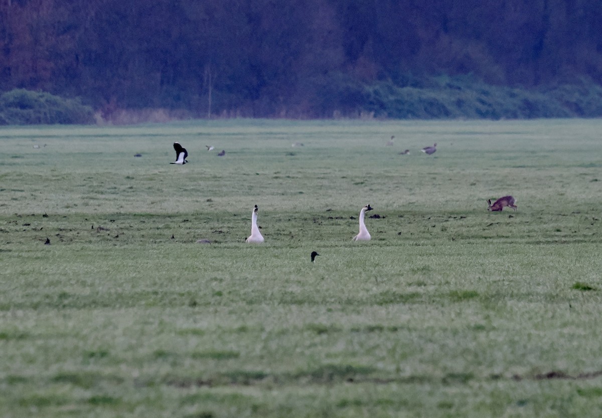 Swan Goose (Domestic type) - Robert Javorský